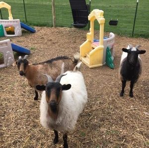 Meet your Posher, Dorothy